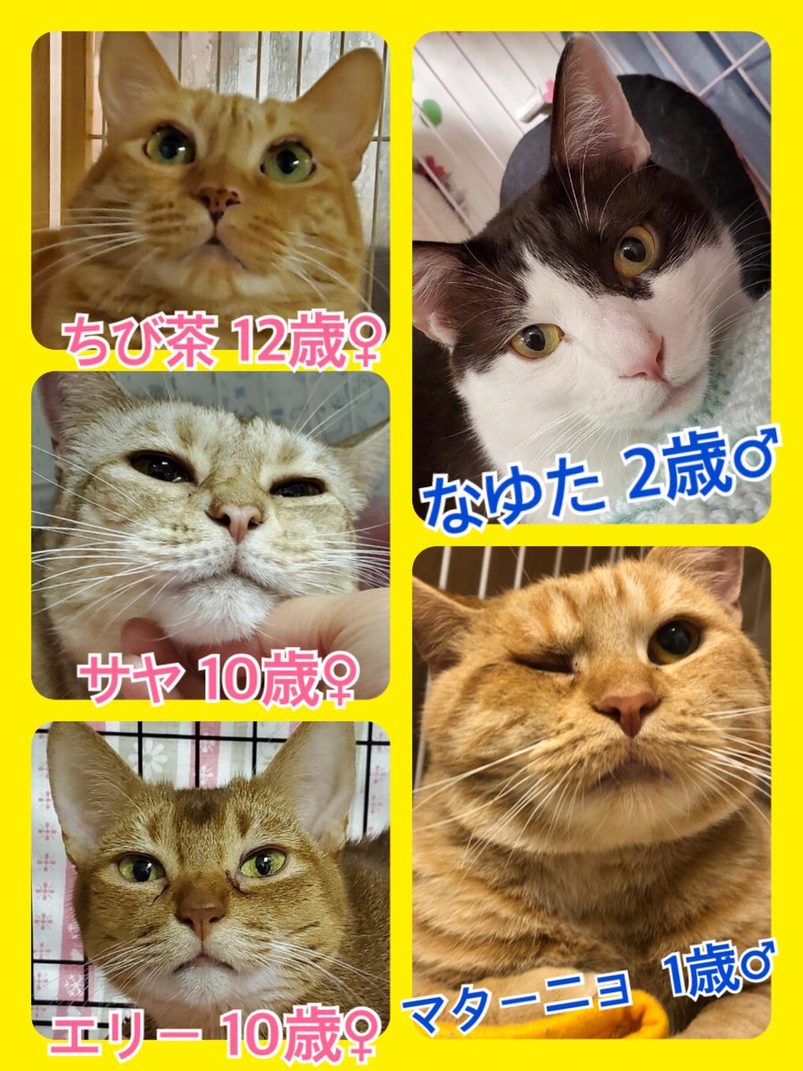 🐾今日の里親様募集中ニャンコ🐱メンバーです🐾2020,4,22